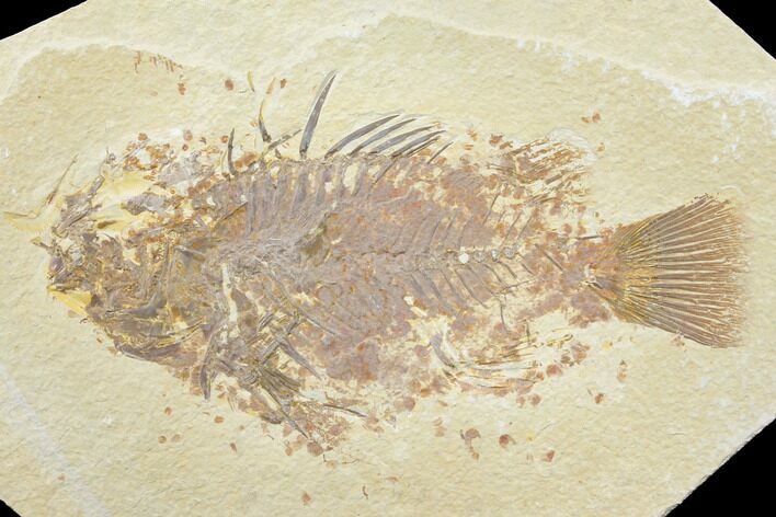 Bargain 7.7" Fossil Fish (Priscacara) - Green River Formation